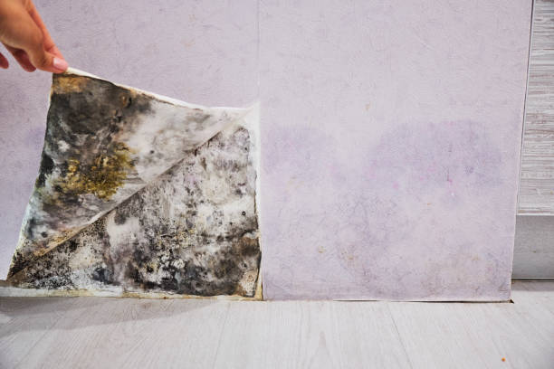 Best Bathroom Mold Remediation in Fountainhead Orchard Hills, MD